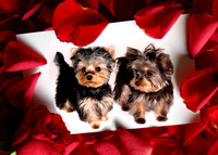 Valentines-Red-Roses-Wallpapers-Greetings-Cards6