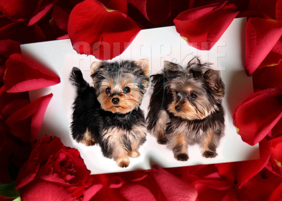 Valentines-Red-Roses-Wallpapers-Greetings-Cards6