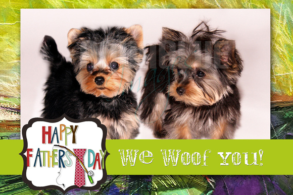 yorkies cover fathers day